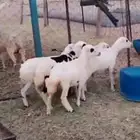رخال رفيديات عمر أكثر من 4شهور طيبات سمان مشروطه
