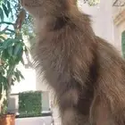 قطة أليفة للتبني