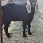 تيس عارضي فحل