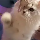 قطط شيرازي كيوت