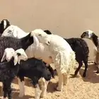 البيع غنم سواكن ونجد وحري