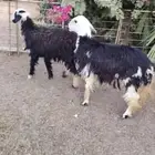 جذعات نجد مقاني ولا ذبح