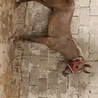 مهر شعبي 7 شهور