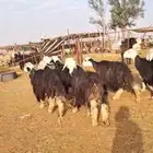 للبيع غنم نعيمي عددها 27ونجدي 11وحري37