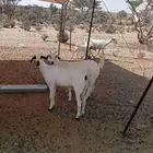 للبيع معزاء بيشيات صنف