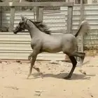 مهر شعبي