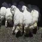 طليان حريه للبيع