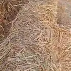 ذرة خضراء على حمراء شد جندير
