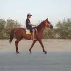 للبيع حصان عربي وهو خط سرعه