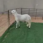 جذع ساكلي جرم فاخر