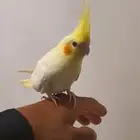 كروان لاتينو للبيع
