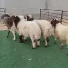5 خرفان نعيم ذبايح طيبات بلدي