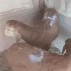 جذعان سواكني مرابي للبيع الدمام قريب سوق الغنم
