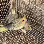 فرخين كروان