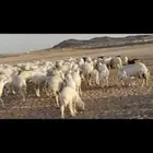 مقاني عددها 57 بلفحل تحتها 50 بهم جلب