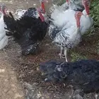 ديكه ودجاج رومي