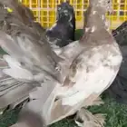 رقاصي