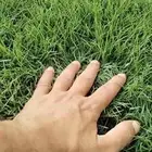 ثيل طبيعي درجه اولى توريد وزراعة وجميع الاشجار والشتلات