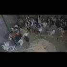 دجاج فيومي وبلدي