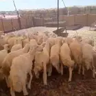 لبيع ارخال حريات العدد 60 العمر 3 الي 4 اشهور وفوق الرخال من