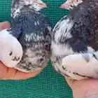 حمام باكستاني تيدي سخي
