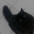 قط ذكر من سلالة الهملايا للتبني