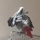 كاسكو ذكر