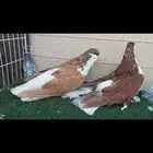 شيرازي..لاهور..سوبر سوبر جامبو