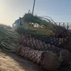 نخل عربي ونخل وشنطني جميع مقاسات
