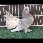 رقاص هندي لافندر (جين ميلكي)
