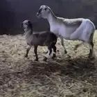 شاة سيكلية متبوعة الاحساء الهفوف