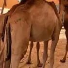 قعدان صومالية جاهزة للتربية او الذبح واللحم ممتاز وع الضمان