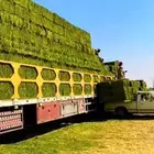 برسيم طبرجل صافي فاخر على الشرط