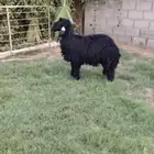 جذعه عربيه فاخره مقنوي ولا ذبح