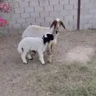 شاه رغوث نعيميه صنف وجرم فاخر