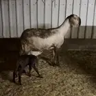 شاة درمانية