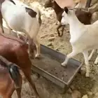 ماعز دهم دفيع قرايب