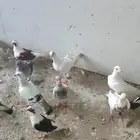 حمام شامي