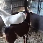 تيوس مخصاه حلال الديره