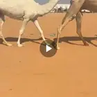 بكره باتليه تو داخله حقه الراس كفو وامها من خيار الابل ومنتج