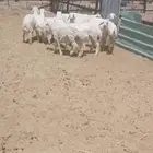 طليان حريه ورخال رفيد للبيع