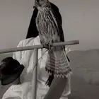 صقر شرياص. الاحساء