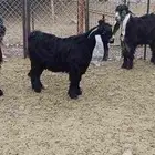 تيوس عوارض مشاريع تربيه (فحول)