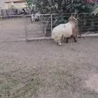 جذع نعيمي اردني ظهر وطرف