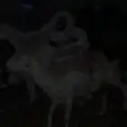 شاه حريه متبع