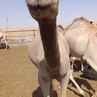 مؤسسة مواشينا للمواشي تبيض_وجهك