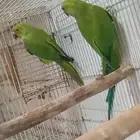 حبتين دره صحه ونطافه