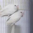 للبيع روز البينو