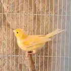 كناري تغريد ممتاز للبيع يوجد 12 طير