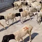 متوفر دفعة جديدة من البرابر والتيوس بأسعار وجودة ممتازة